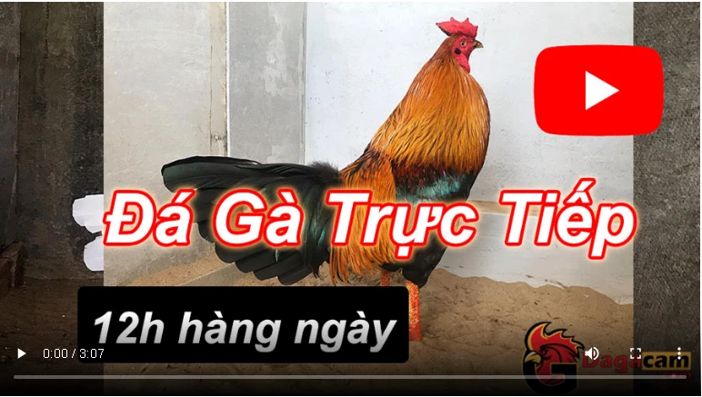 Đá Gà Bình Luận Hôm Nay Ngày 9/9/2020