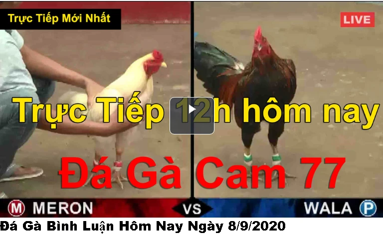 Đá Gà Bình Luận Hôm Nay Ngày 8/9/2020