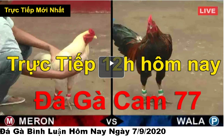 Đá Gà Bình Luận Hôm Nay Ngày 7/9/2020