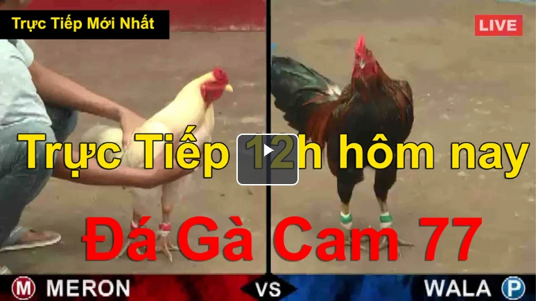 Đá gà trực tiếp Thứ 6 ngày 4/9/2020