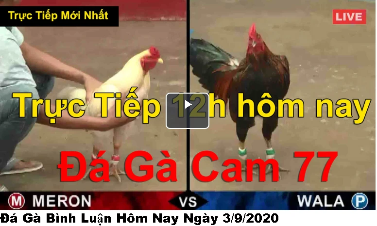 Đặt mua đàn gà mái 1000 con với giá siêu rẻ, thanh niên ôm đầu khổ sở