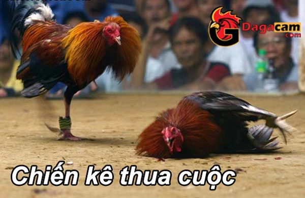 Xem trực tiếp đá gà cựa sắt Thomo Campuchia