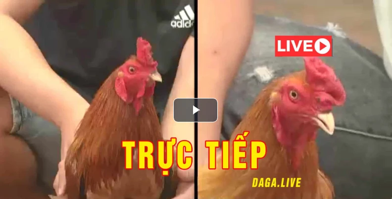 Đá Gà Trực Tiếp ORG Ngày 17/09/2020