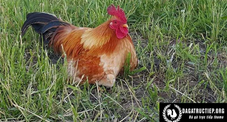 Chuyện đùa có thật tại Canada: Chú gà trống chăm đàn gà con