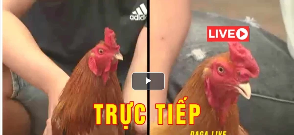 Đá Gà Trực Tiếp ORG Ngày 15/09/2020