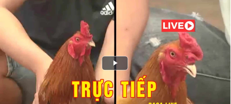 Đá Gà Trực Tiếp ORG Ngày 14/09/2020
