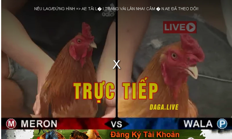 Đá Gà Trực Tiếp ORG Ngày 11/09/2020