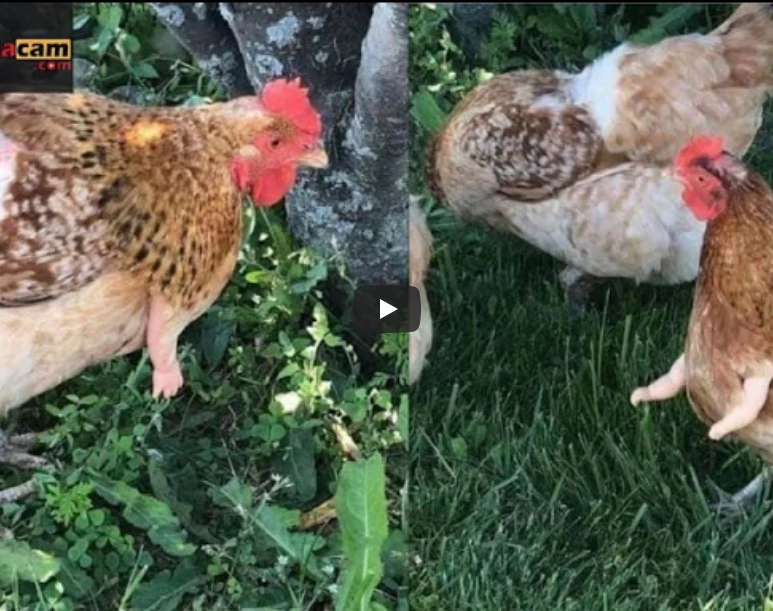 Dân cư mạng cười sái cả quái hàm trước cách chống trộm gà vô cùng bá đạo