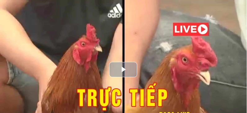 Đá Gà Trực Tiếp ORG Ngày 10/09/2020 Đá Gà Bình Luận Viên Thomo Hôm Nay. Tổng hợp và cập nhật liên tục những trận gà campuchia đỉn