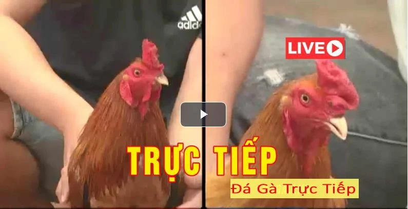 Đá Gà Trực Tiếp ORG Ngày 08/09/2020