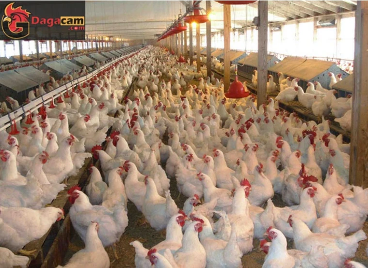 Thanh niên đặt mua 1000 con gà mái, bất ngờ khi thanh toán chỉ 1 đô la