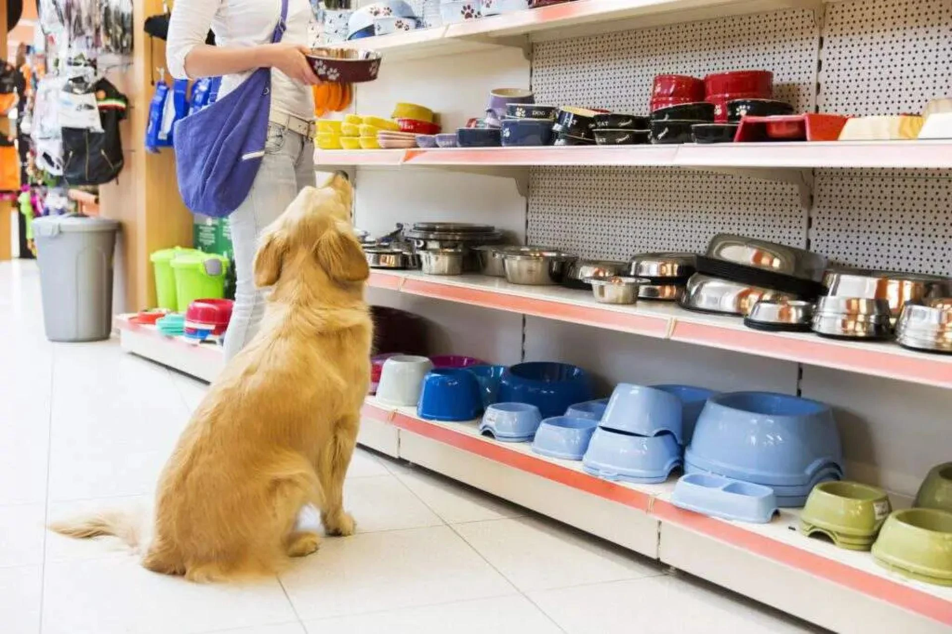 From Pet Food to Toys: All Things Pets at Pets Plus in Lockport, NY