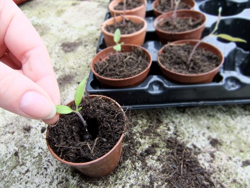 Are Coffee Grounds Good For Tomato Plants?