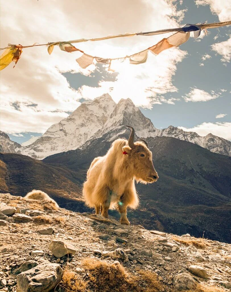 Trekking in Nepal