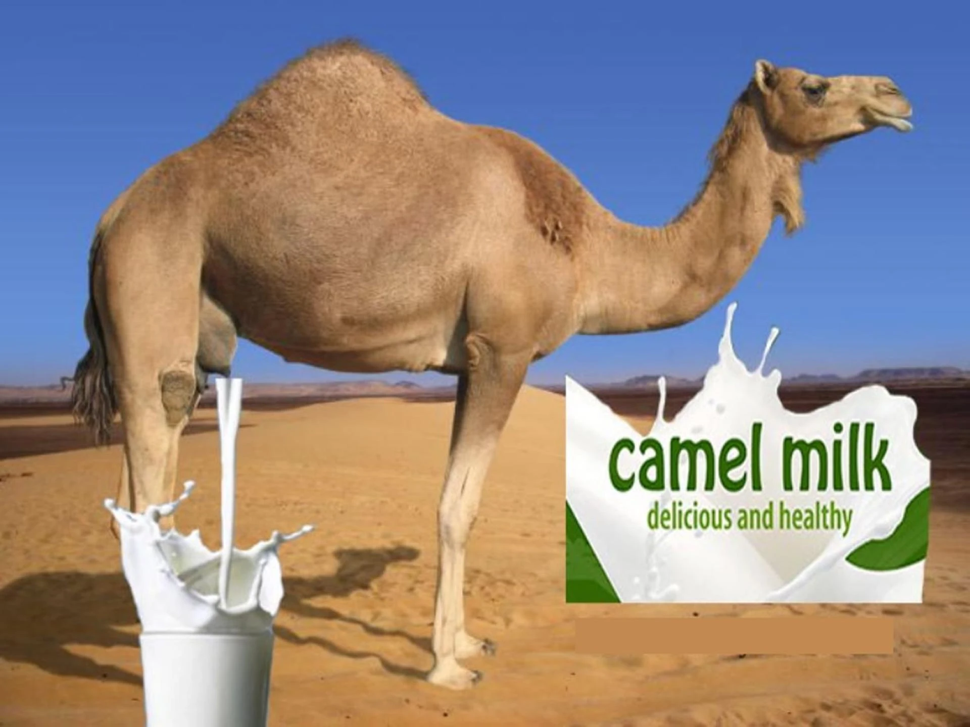 9 Key health Benefits That You Can gain Opting for Camel Milk
