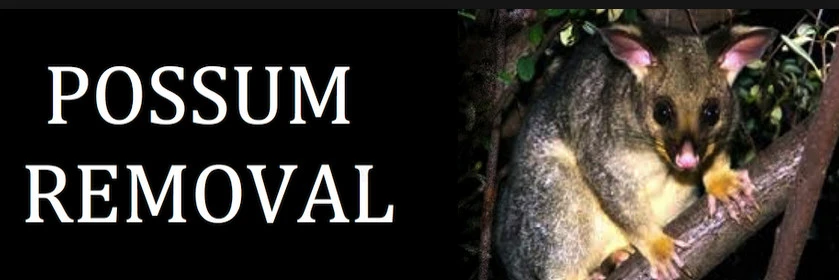 POSSUM REMOVAL SERVICES IN SYDNEY | Contacts &amp; details