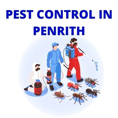 Pest Control Services in Parramatta