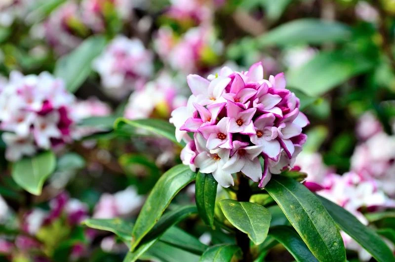 How To Grow the Best Fragrant Plants: A Guide