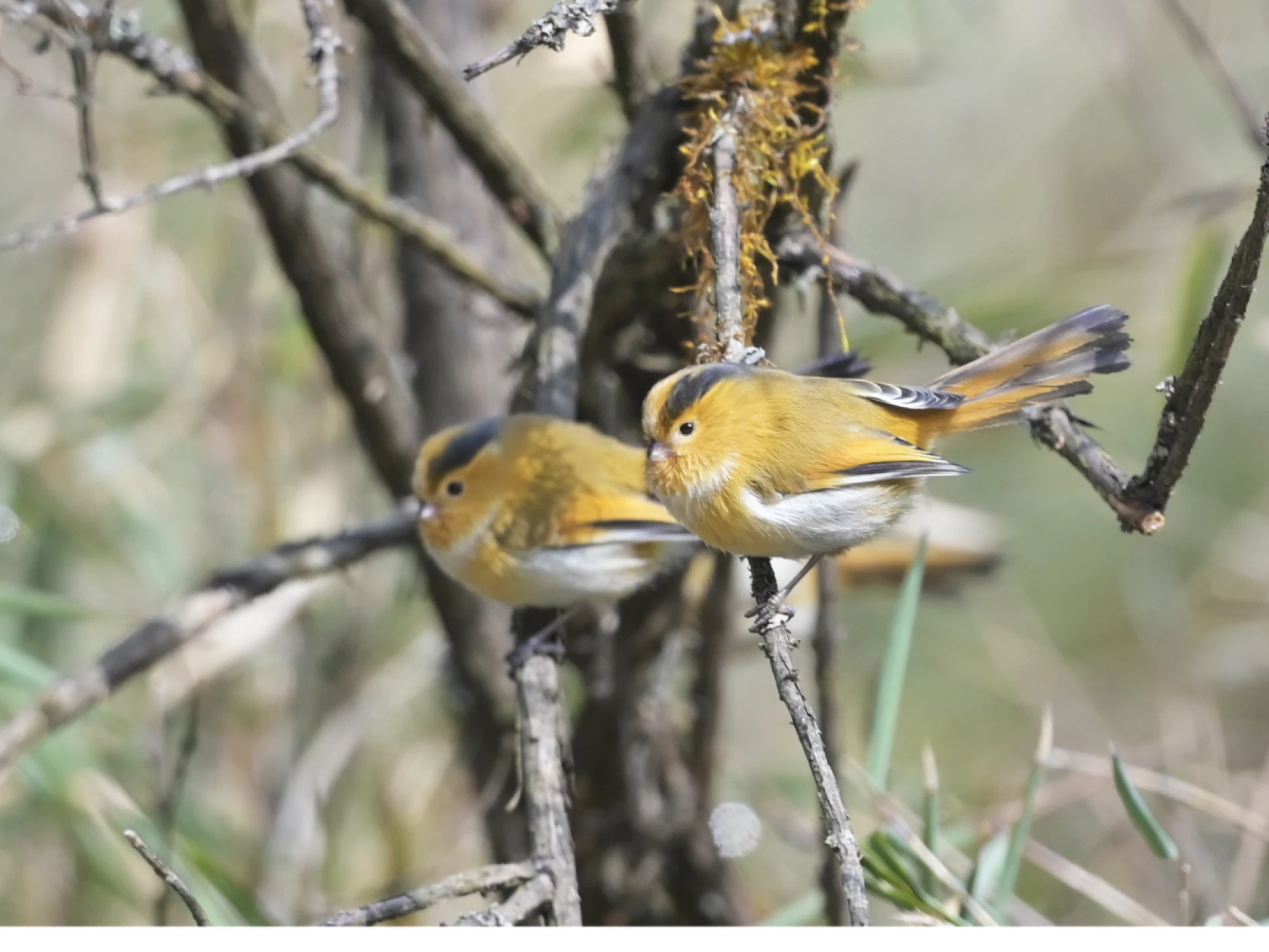 Top Tips for Choosing the Best Birding Tour Company in China