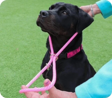 Why the Good Walker Leash Enhances Your Dog Walks