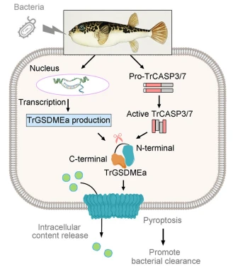 Adverse Outcomes in Non-ST-Elevation Acute Coronary Syndrome: A Cluster Analysis Study