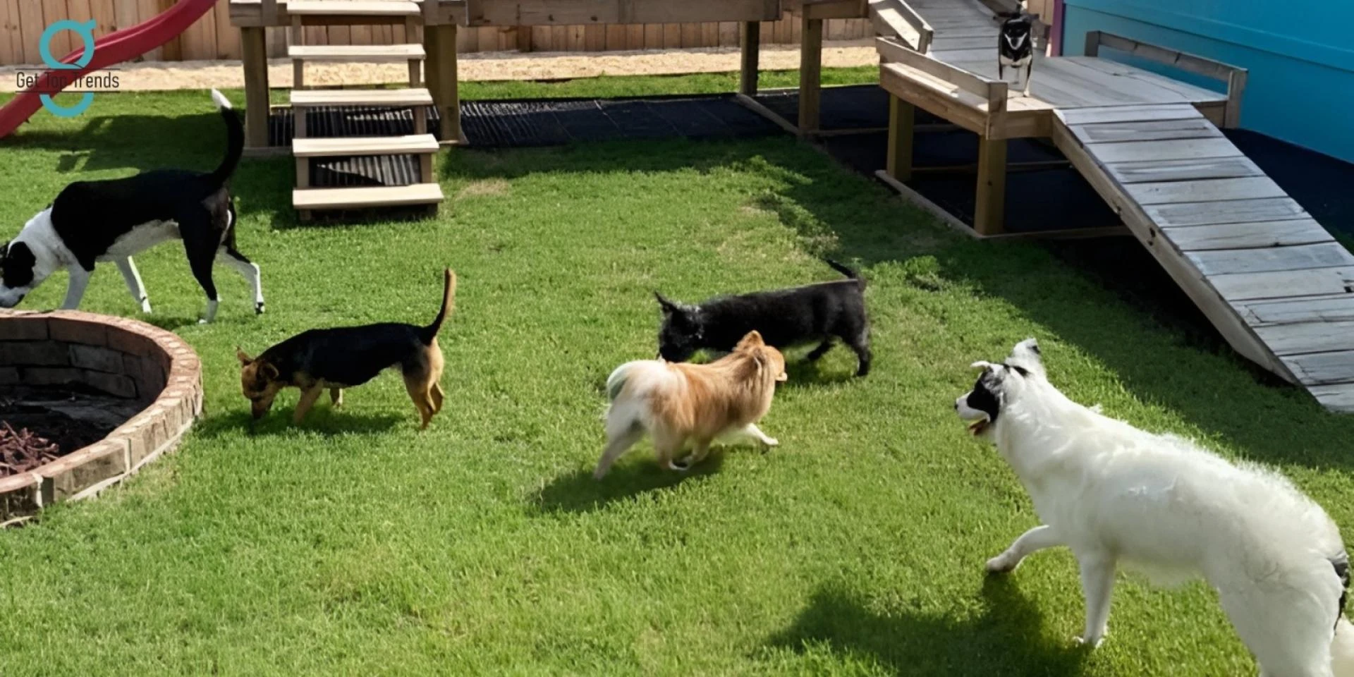 Farm Style Dog Boarding vs. City Kennels: What’s the Difference?