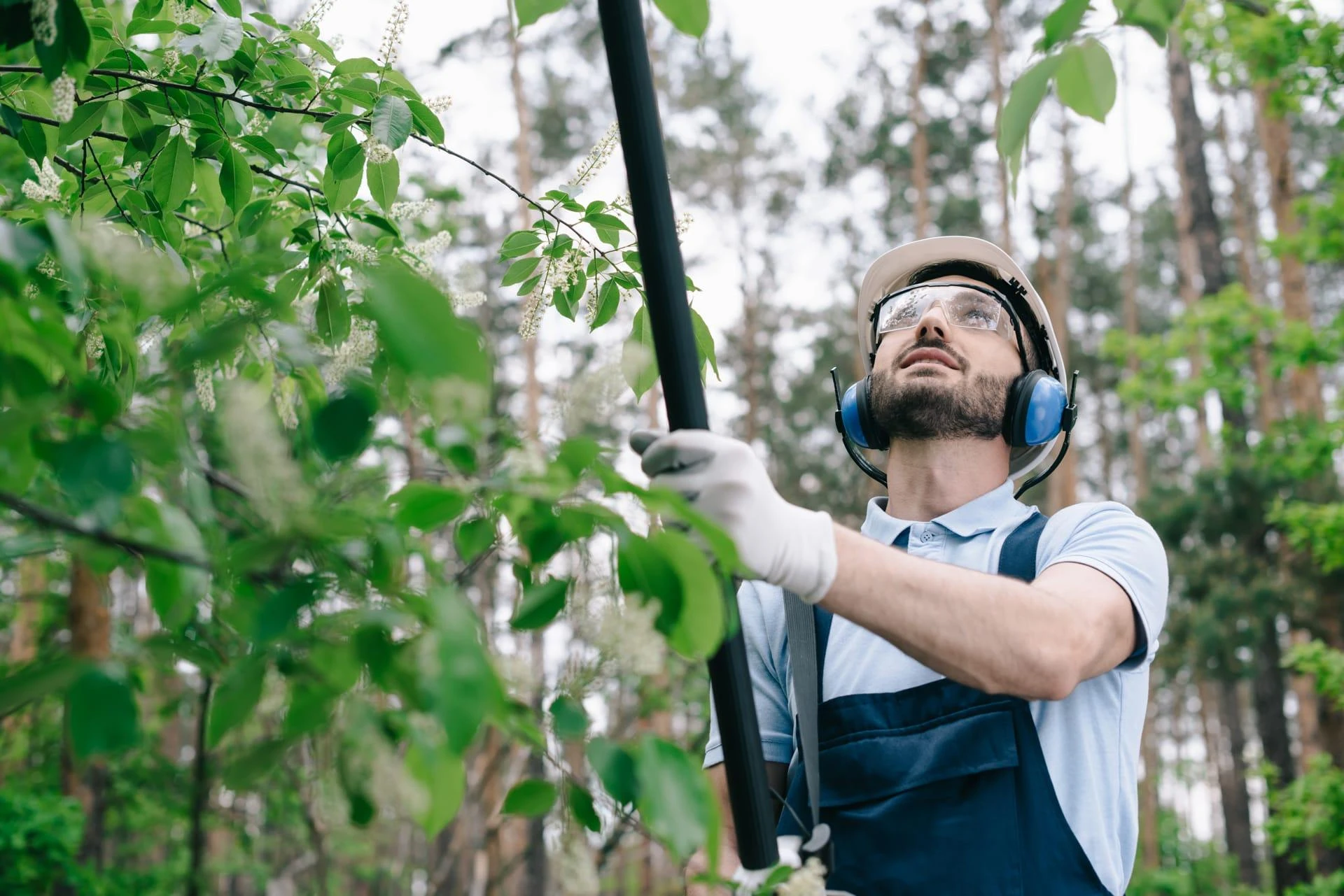 7 Reasons to Use a Tree Service for Your Property