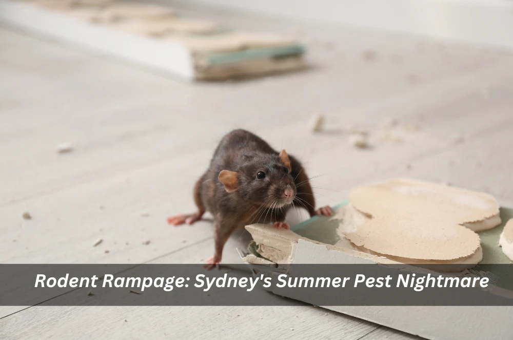  Rodent Rampage: Sydney's Summer Pest Nightmare