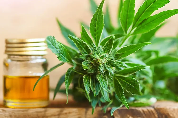 Weed Delivery NYC: A Comprehensive Guide to Convenience and Quality