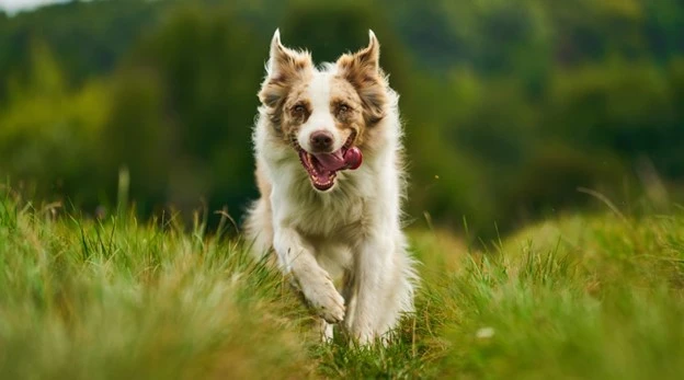 Australian Shepherds and Gut Health: 8 Key Tips for Your Pup's Digestive Wellness