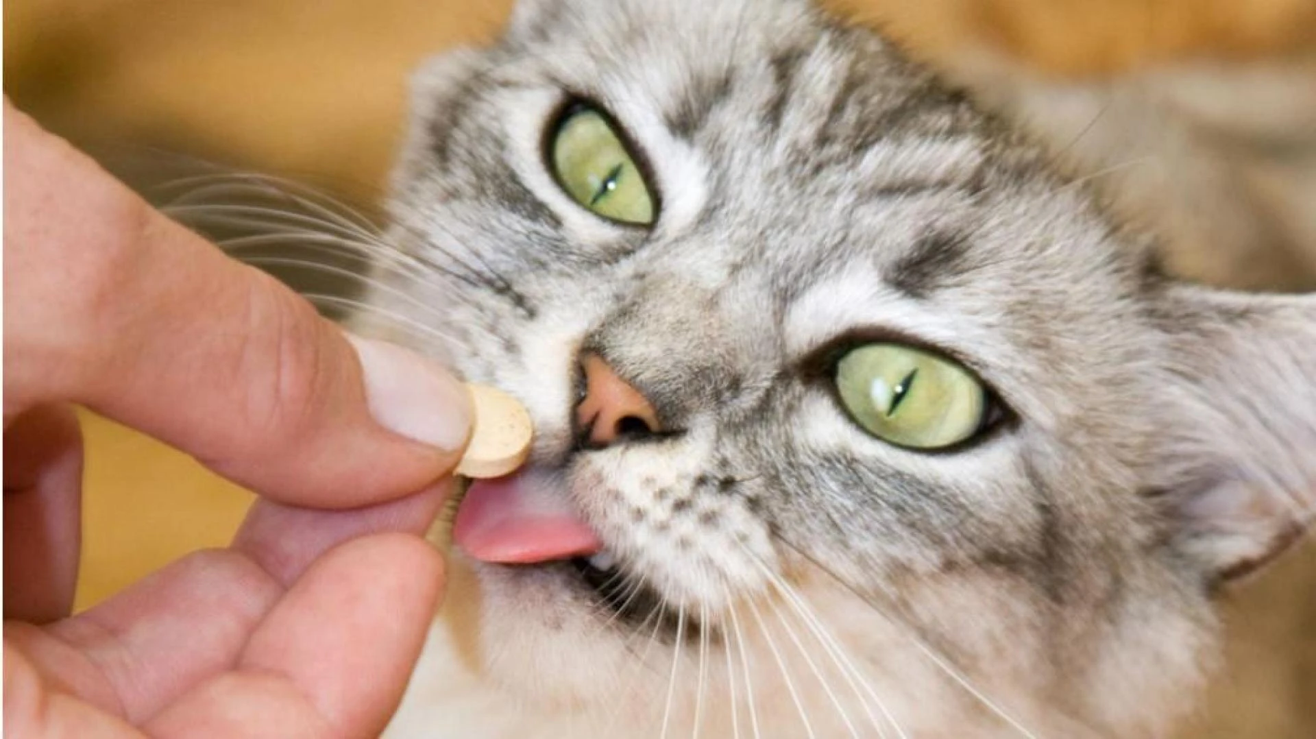 Animal Parasiticides Market | Industry Trends, Share, Growth, Analysis &amp; Forecast Report by Facts &amp; Factors