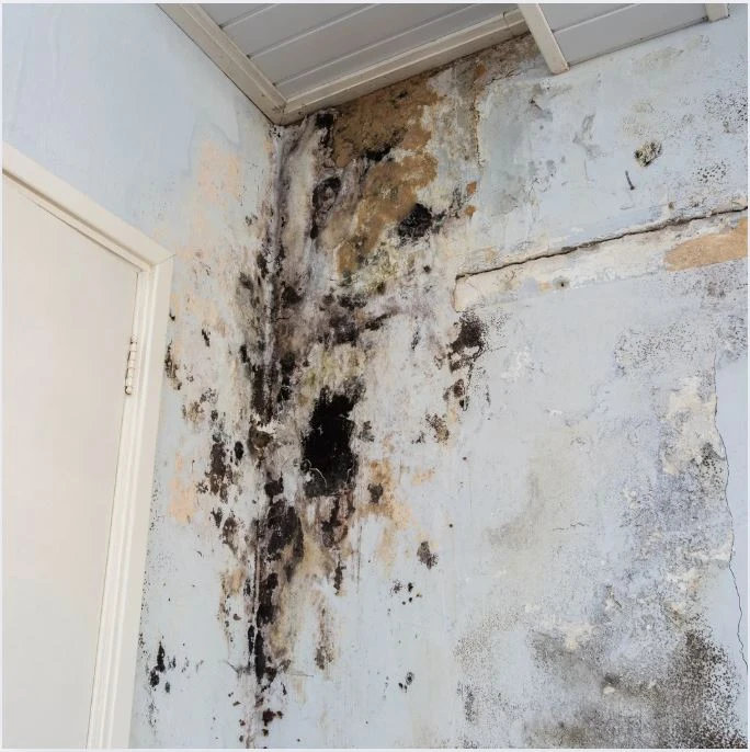 Why Every Homeowner Needs a Mold Inspection Service After Water Damage?