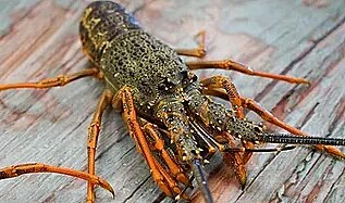 Your Free Guide on Clarence's Best Food &amp; Cafes