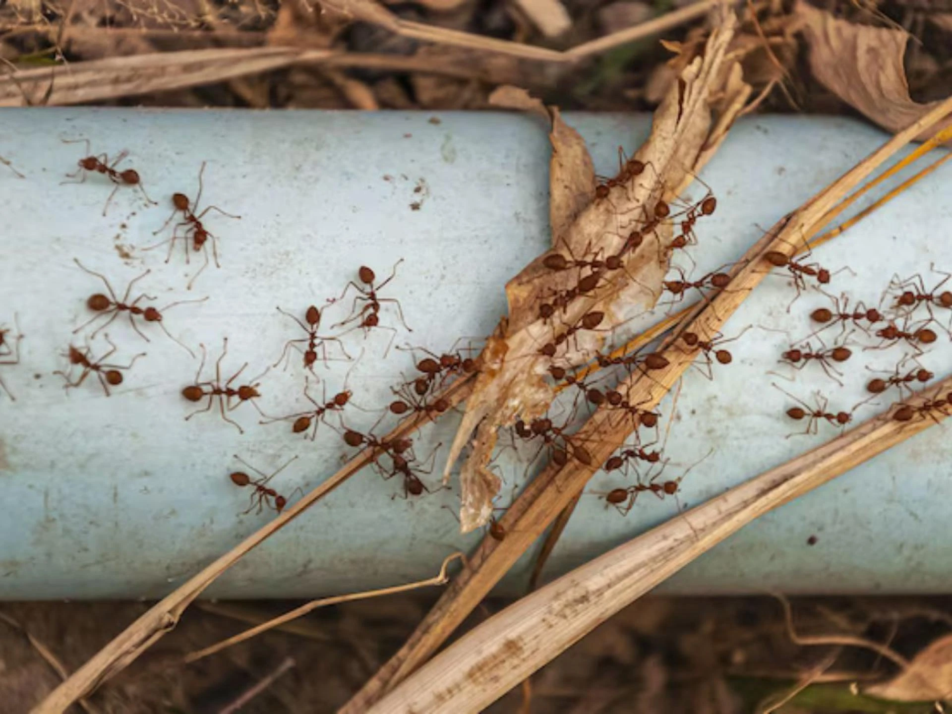 Prevent Carpenter Ant Wood Destruction Before It's Too Late