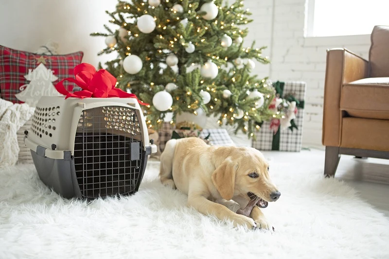 3 Ways to Stay Active with Your Dog During the Holiday Season