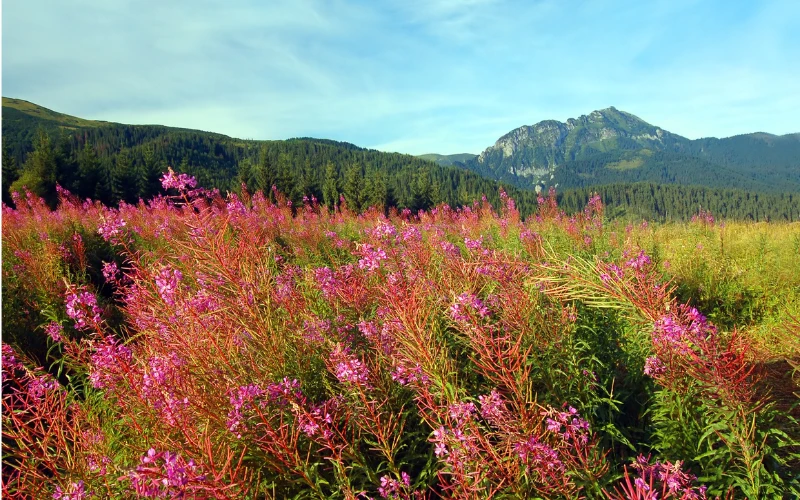How to Plan a China Wildflower Tour: A Step-by-Step Guide