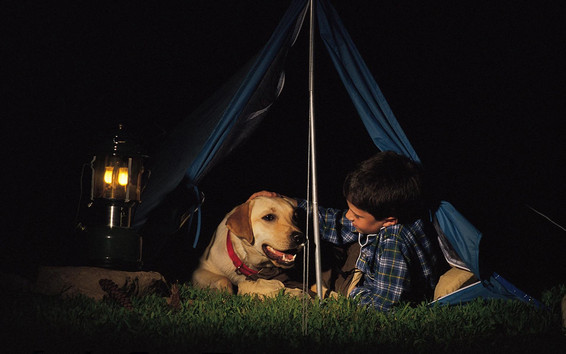 The Ultimate Guide to Overnight Pet Boarding and Airport Dog Boarding in the USA