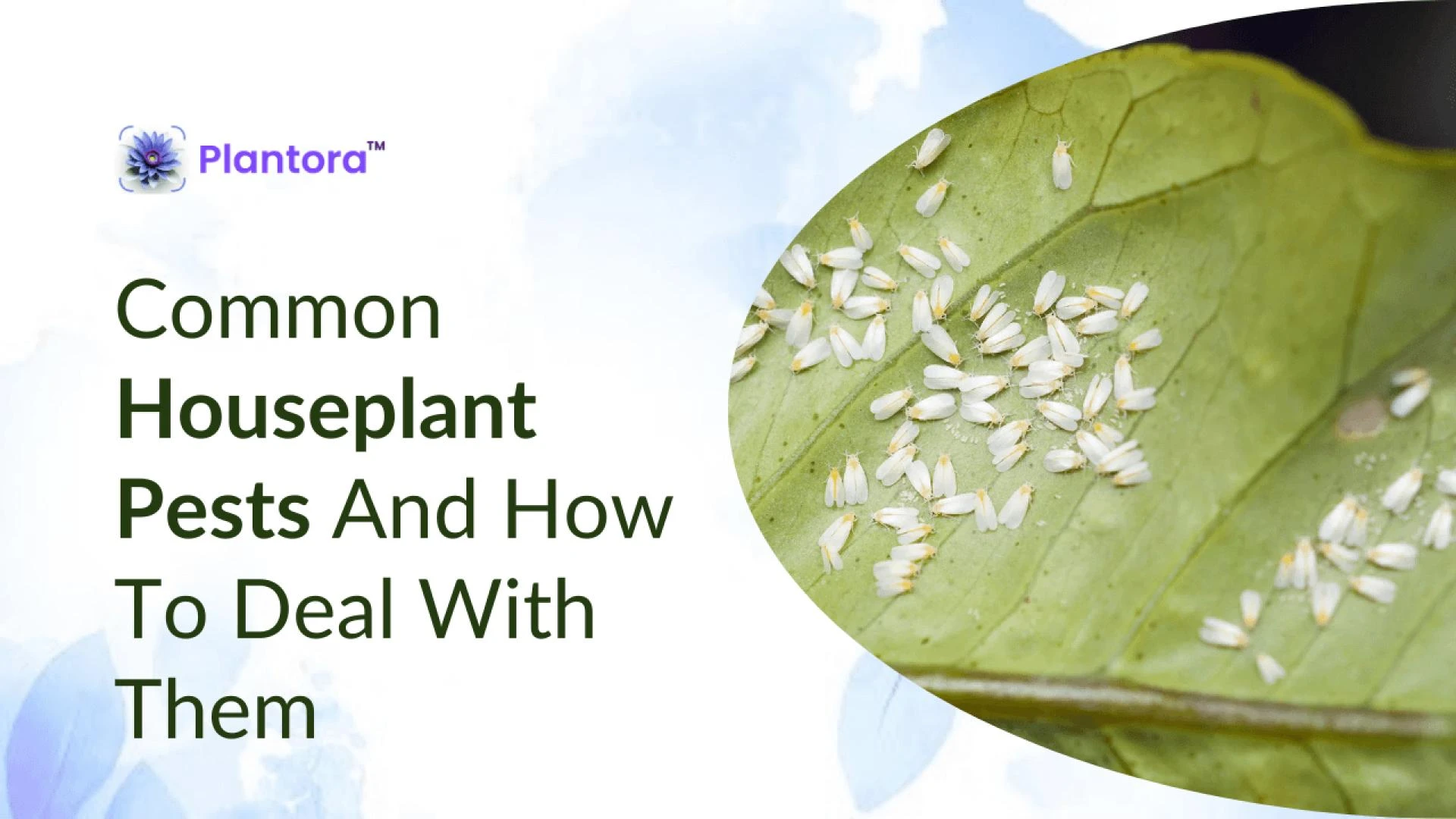 A Guide to Getting Rid of Common Houseplant Pests.