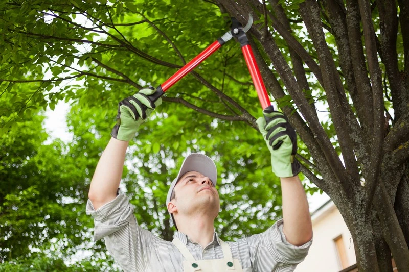 Expert Tree Care Services for a Greener Tomorrow