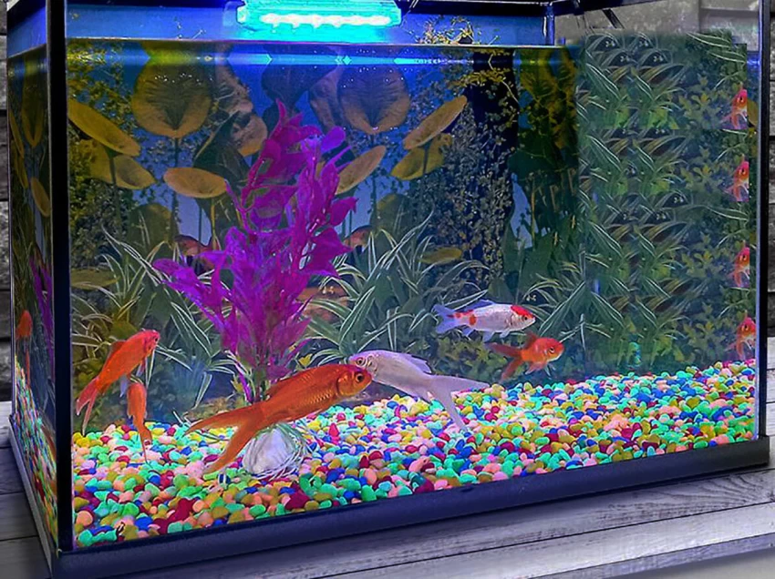 Is it good to have an aquarium in your home?