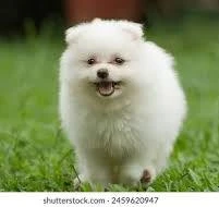 Pomeranian puppies for sale in Abu Dhabi