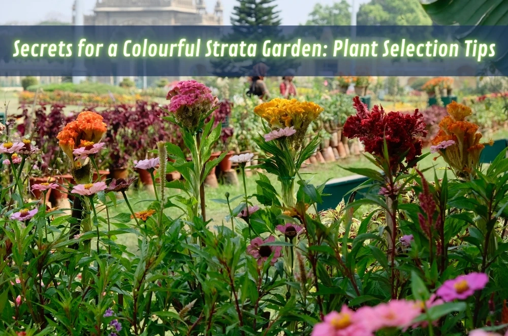 Secrets for a Colourful Strata Garden: Plant Selection Tips