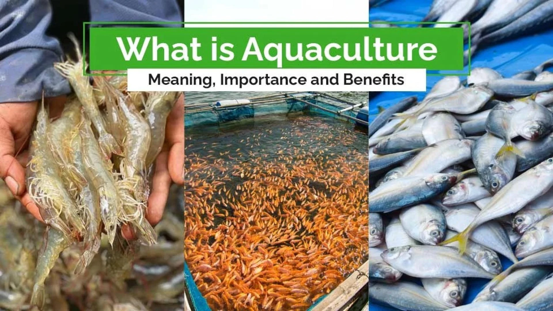 A Brief Description about Aquaculture