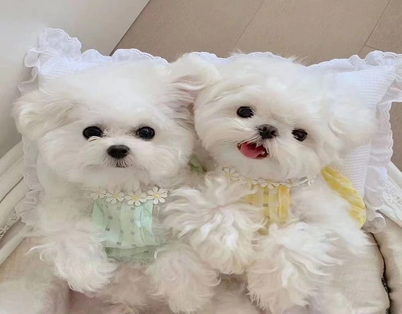 Pampering Your Furry Friends with Grooming Excellence