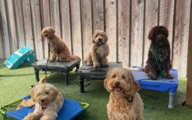 The New Way to Walk: Your Modern Lifestyle with Good Walker Hands-free Leash