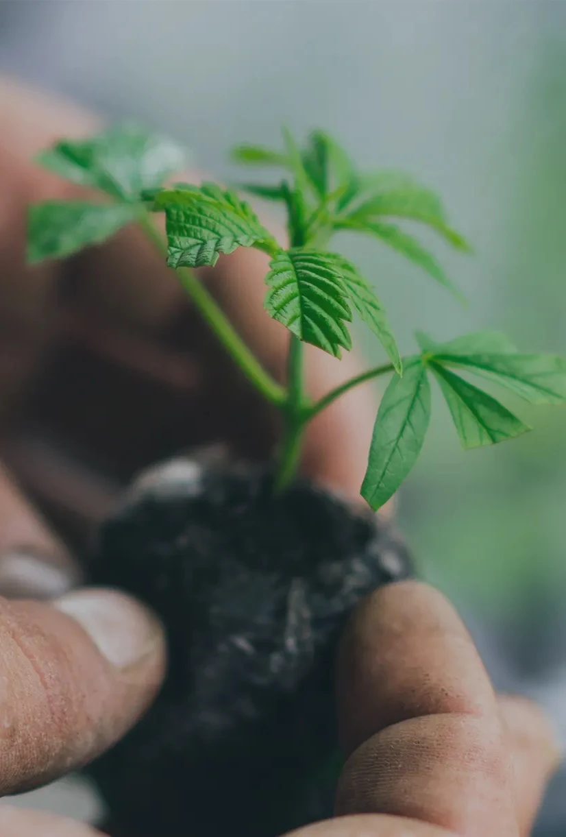 A Beginners Guide to Indica, Sativa, and Hybrid Cannabis