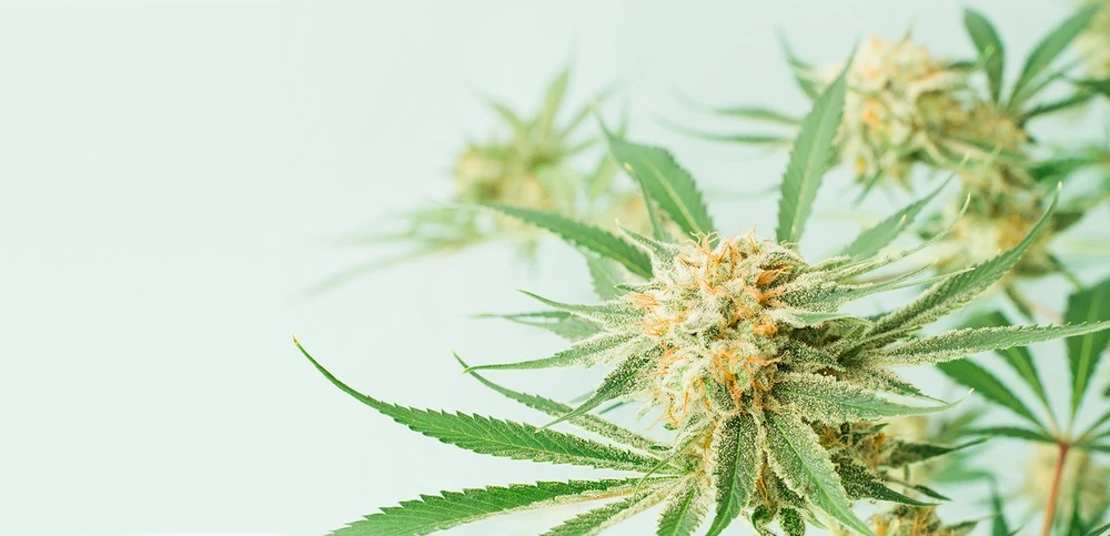 4 Mexican-Inspired Cannabis Recipes to Celebrate Cinco De Mayo