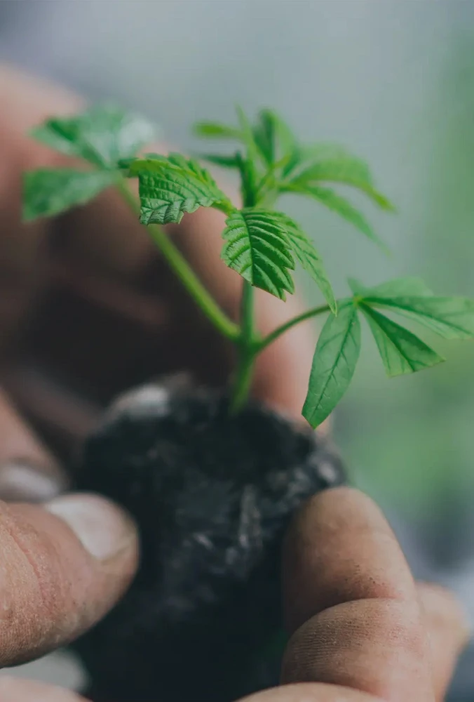 4 Ways to Identify Premium Quality Cannabis