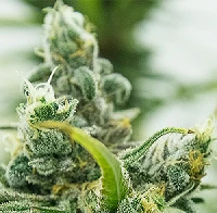 3 Best Practices for Storing Your Cannabis Products