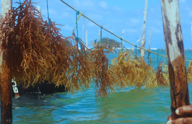 Why is Sea Moss So Popular? | Trending Ingredients